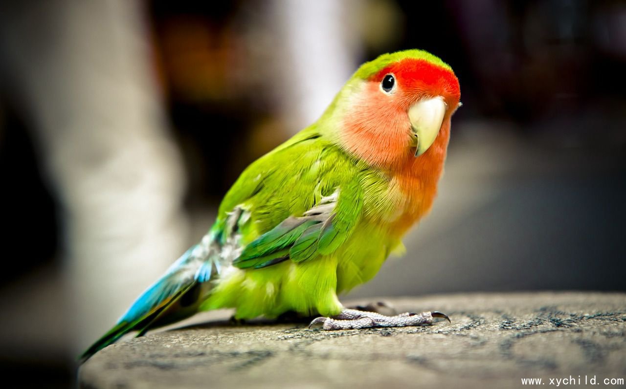 为什么鹦鹉能模仿人说话,鹦鹉学舌利用的是什么