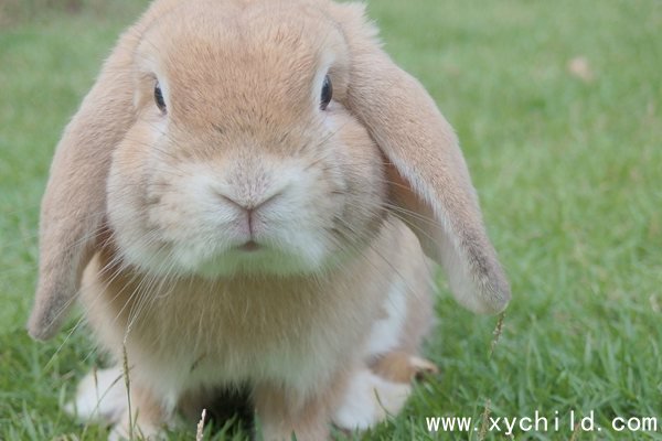 为什么兔子有三瓣嘴,兔子长三瓣嘴的作用
