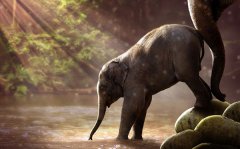 为什么非洲象的耳朵比亚洲象的耳朵大？