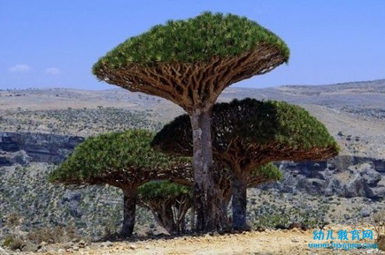 世界上最古老的树是什么,树龄最长的树有多少年