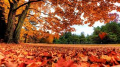 为什么秋天树叶会变黄脱落？