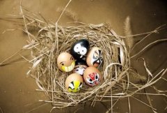 鸟认识自己的蛋吗？_为什么有的鸟不认识自己的蛋？