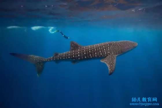 世界上最大的鱼是什么鱼,鲸鲨有多大