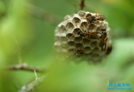 为什么马蜂会来家里筑巢,被马蜂蛰了怎么办