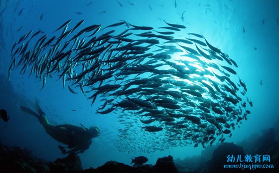 为什么鱼儿喜欢成群结队地活动,鱼集体行动的原因