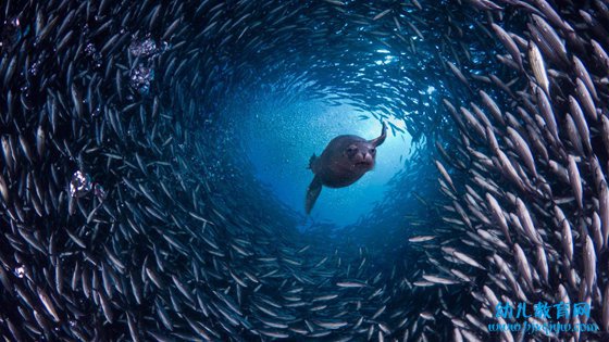 为什么鱼儿喜欢成群结队地活动,鱼集体行动的原因