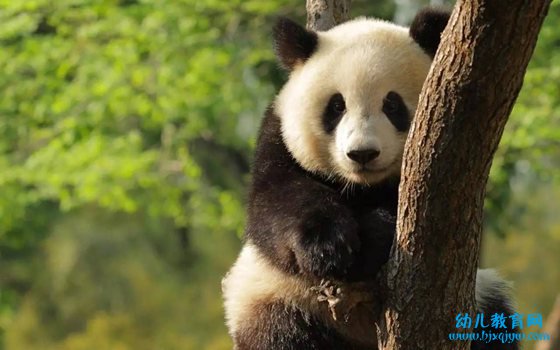 大熊猫为什么会变成吃素的动物,熊猫吃竹子的原因