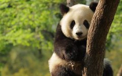 大熊猫为什么会变成吃素的动物_熊猫吃竹子的原因