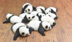 大熊猫为什么这么少_熊猫数量稀少的原因