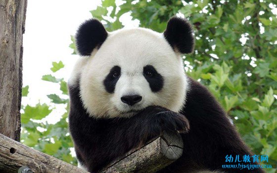 大熊猫为什么这么少,熊猫数量稀少的原因