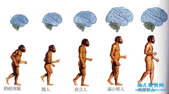 为什么类人猿不可能进化成人？