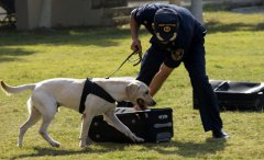 为什么警犬能追捕罪犯？