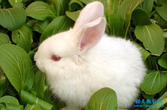 为什么白兔的眼睛是红色的