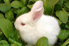 为什么白兔的眼睛是红色的？