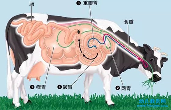 牛为什么总是不停地咀嚼,牛反刍的过程