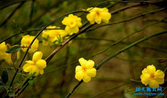 为什么春天最早开的花大多是黄颜色