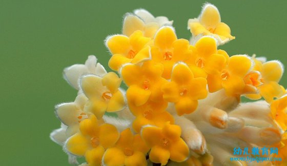 为什么春天最早开的花大多是黄颜色