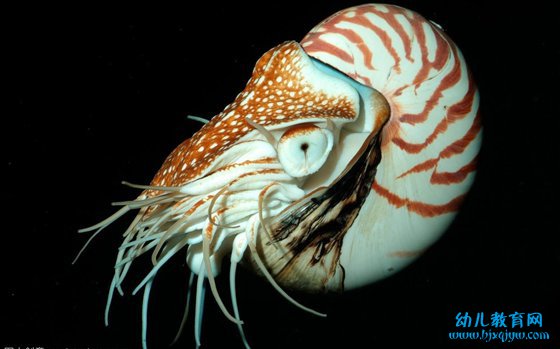 你知道鹦鹉螺的生长线吗？