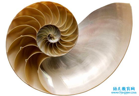 你知道鹦鹉螺的生长线吗？
