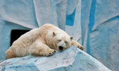 为什么北极熊不怕冷？