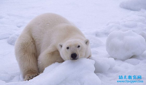 为什么北极熊不怕冷