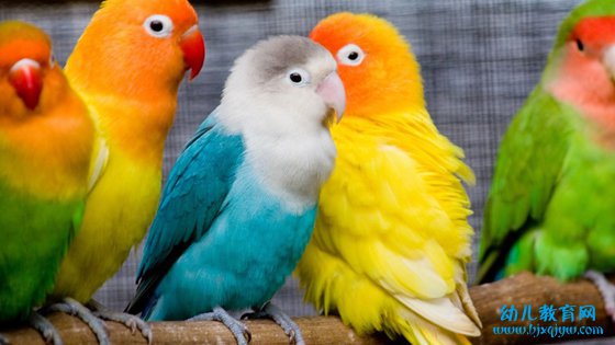 为什么鸟的羽毛五颜六色的？