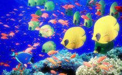 为什么礁石丛中鱼比较多？