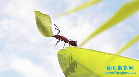 蚂蚁为什么能认路？