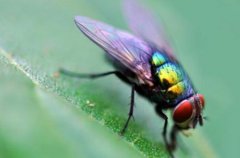 为什么苍蝇不得传染病？