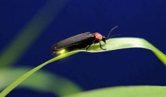 为什么萤火虫会发光？