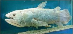 为什么说鱼是两栖动物的祖先？