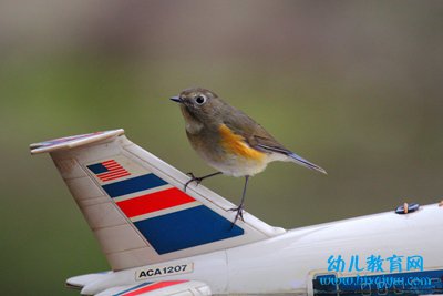小小的飞鸟为什么会造成飞机失事