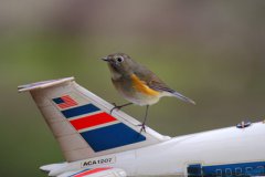 小小的飞鸟为什么会造成飞机失事？