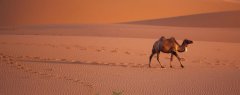 为什么骆驼能在沙漠里生活？不渴也不饿