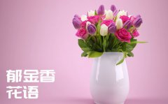 郁金香的花语是什么_郁金香花语大全