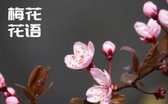 梅花的花语是什么_梅花花语大全