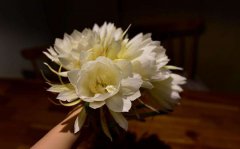 昙花的花语是什么_昙花花语大全 昙花的花语是什么_昙花花语大全