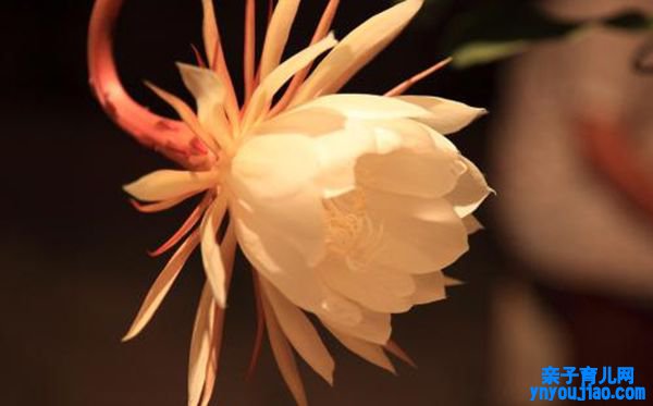 昙花的花语是什么,昙花花语大全