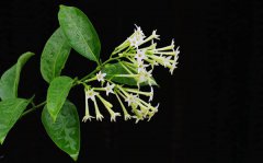 夜来香的花语是什么_夜来香花语大全