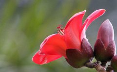 木棉花的花语是什么_木棉花花语大全