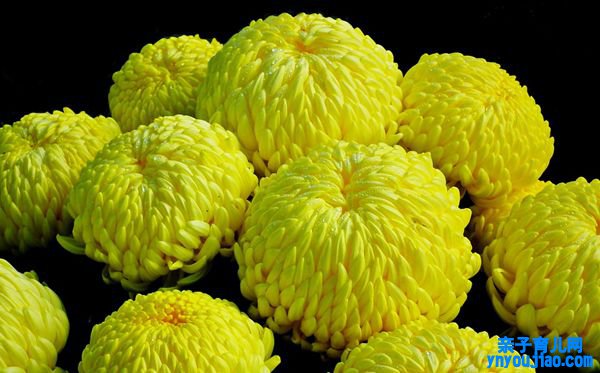 菊花的花语是什么,菊花的花语大全