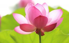 莲花的花语是什么_莲花花语大全 莲花的花语是什么_莲花花语大全