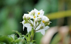 茉莉花的花语是什么_茉莉花花语大全