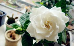 栀子花的花语是什么_栀子花花语大全