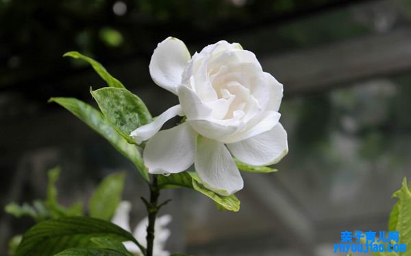 栀子花的花语是什么,栀子花花语大全