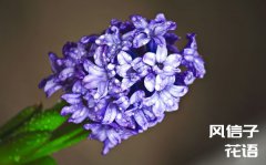 风信子的花语是什么_风信子花语大全