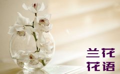 兰花的花语是什么_兰花花语大全
