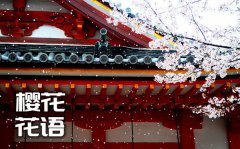 樱花的花语是什么_樱花花语大全