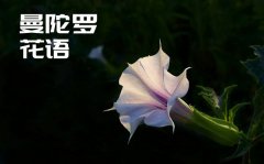 曼陀罗的话语是什么_曼陀罗花语大全