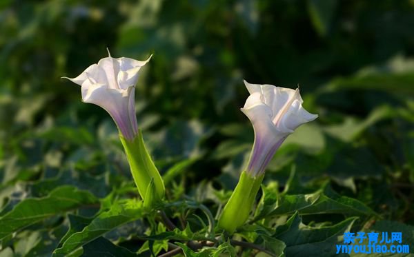 曼陀罗的话语是什么,曼陀罗花语大全